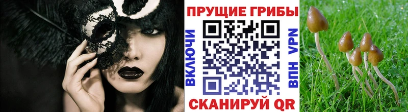 Псилоцибиновые грибы Psilocybe  Купить где  Благодарный 